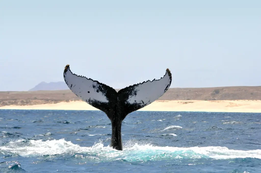 humpback-whale-watching-cape-verde